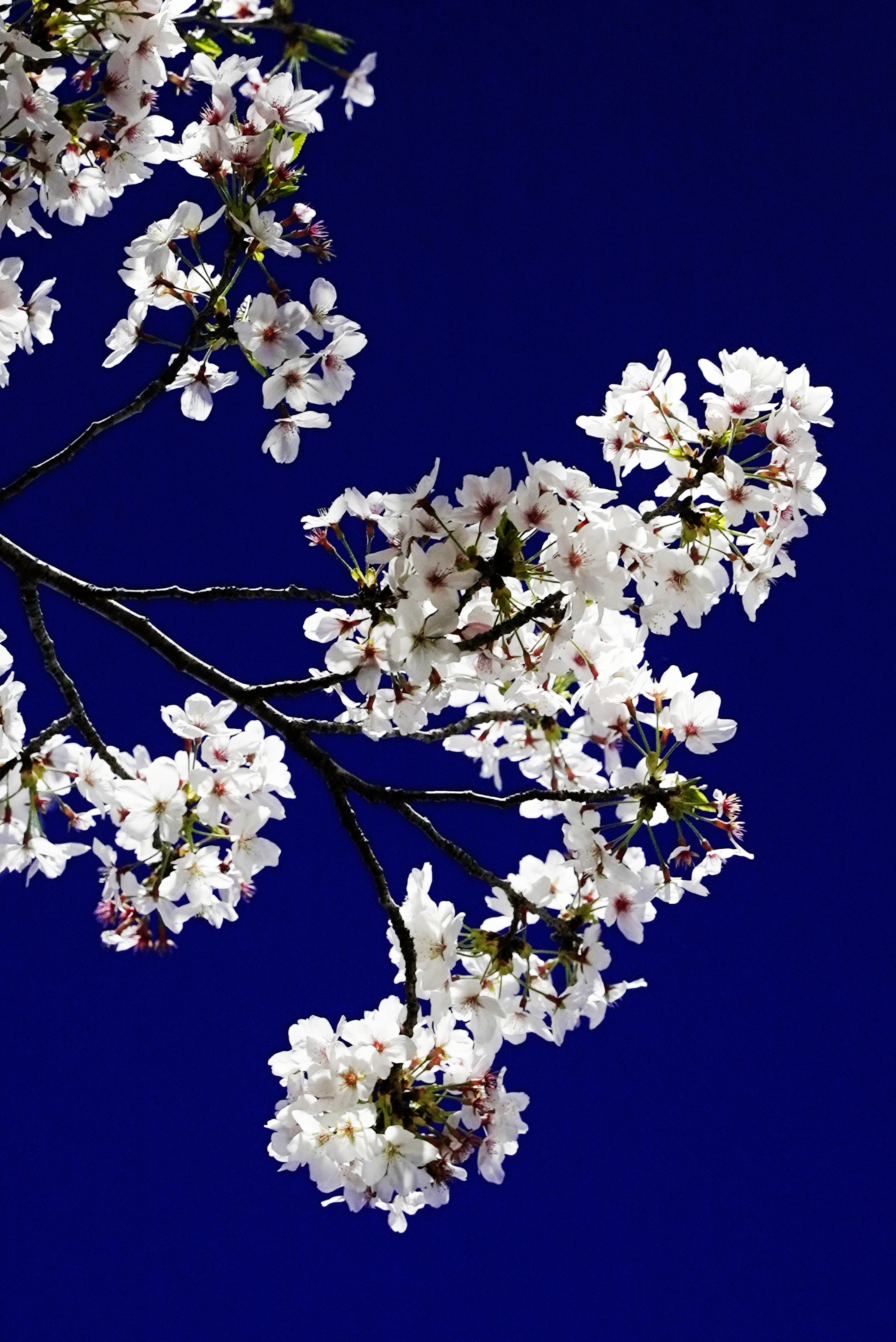 Mochio-Sakura-1.jpg